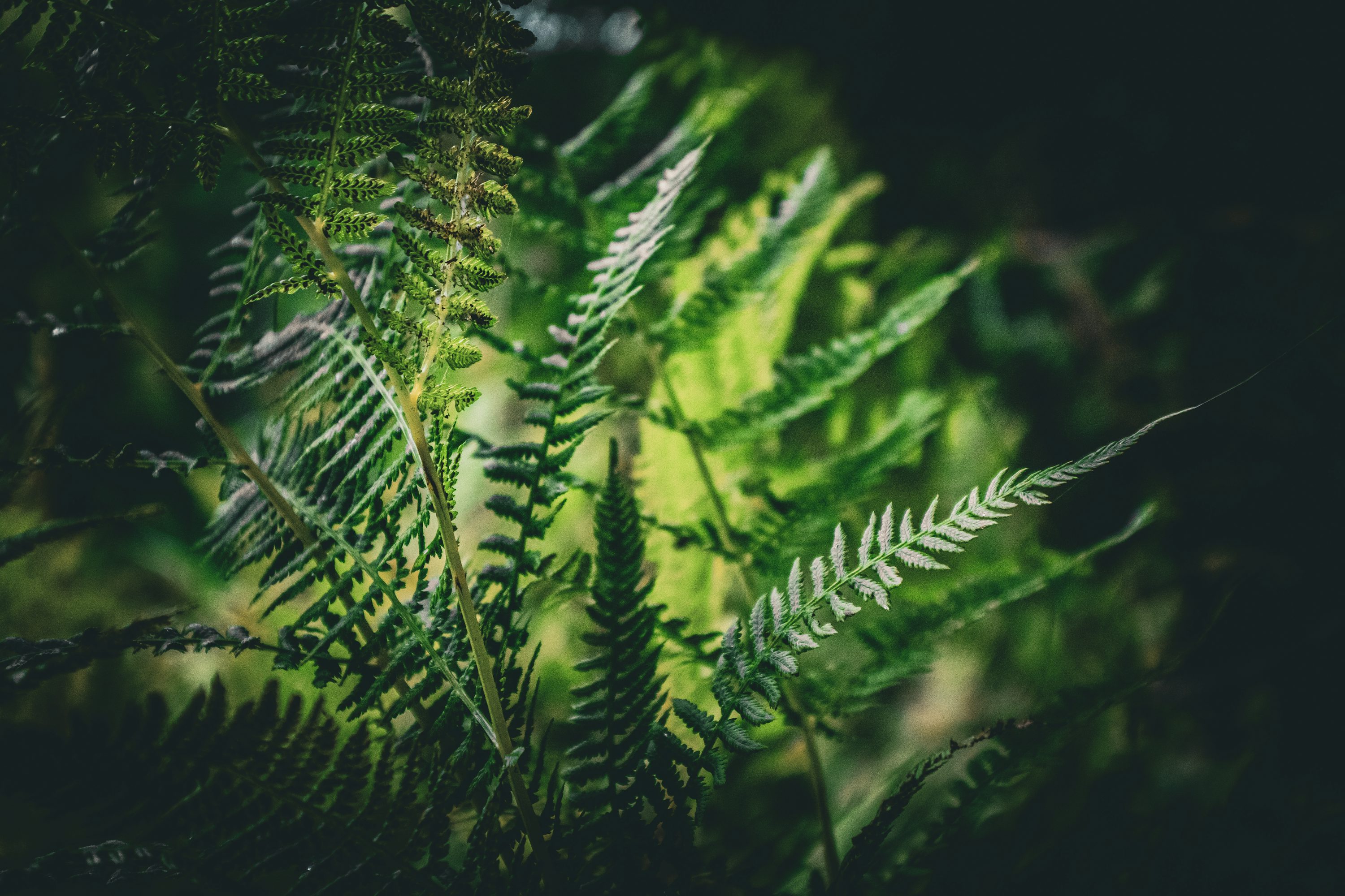 Sunlit fern fronds with a repeating, connected structure